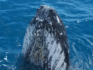 Humpback Whale Fraser Island 8[1]