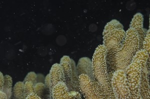 OriginalCoralSpawning[1]