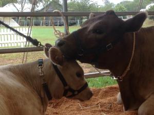 1016981_855279121156303_1554099085_n