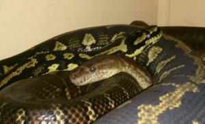 10173567_10153924553085162_423370508_n