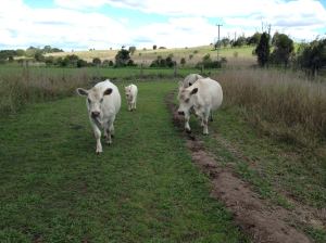 1404780_785492064801676_79881949_o