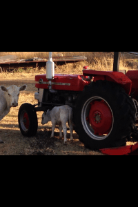 1450921_761323330551883_146041460_n