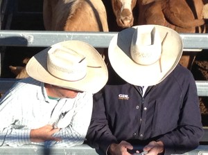 Dalby cowboys