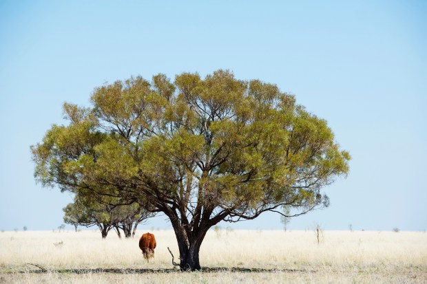 Tree_Outback-634