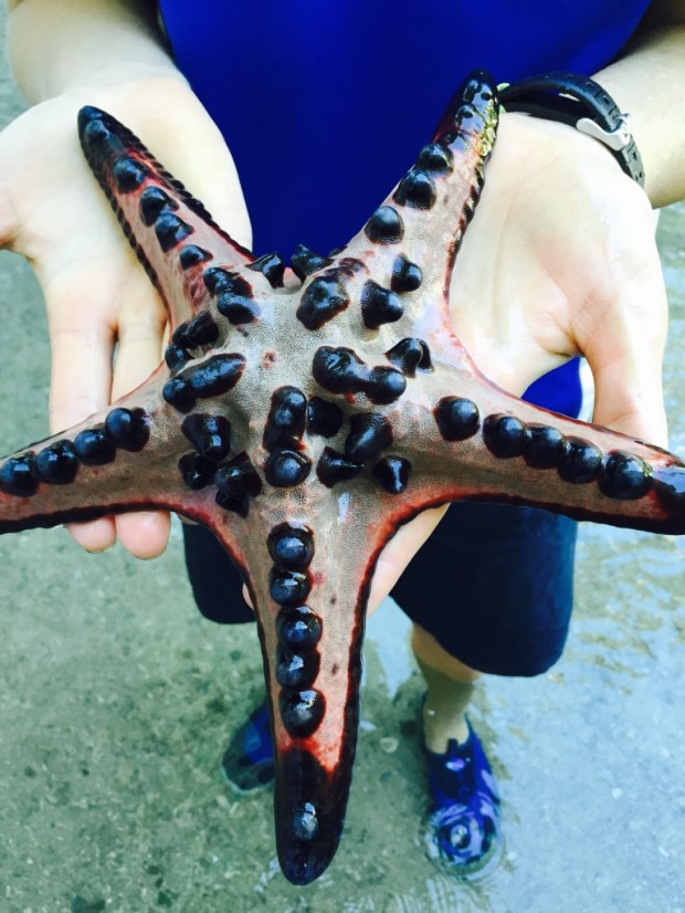 One of the stars of the Stingray Splash Tour