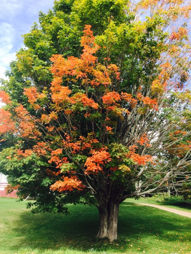 It's early autumn, and the leaves are starting to turn...