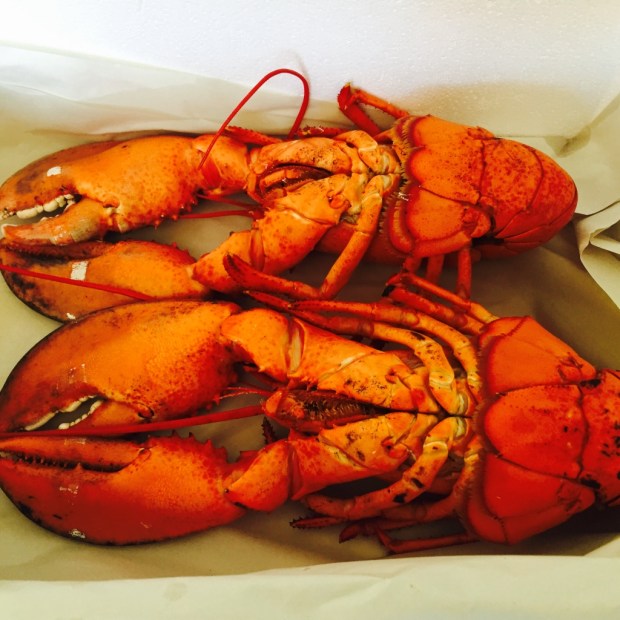 I'm pretty sure the abundant lobsters in the region lend some inspiration