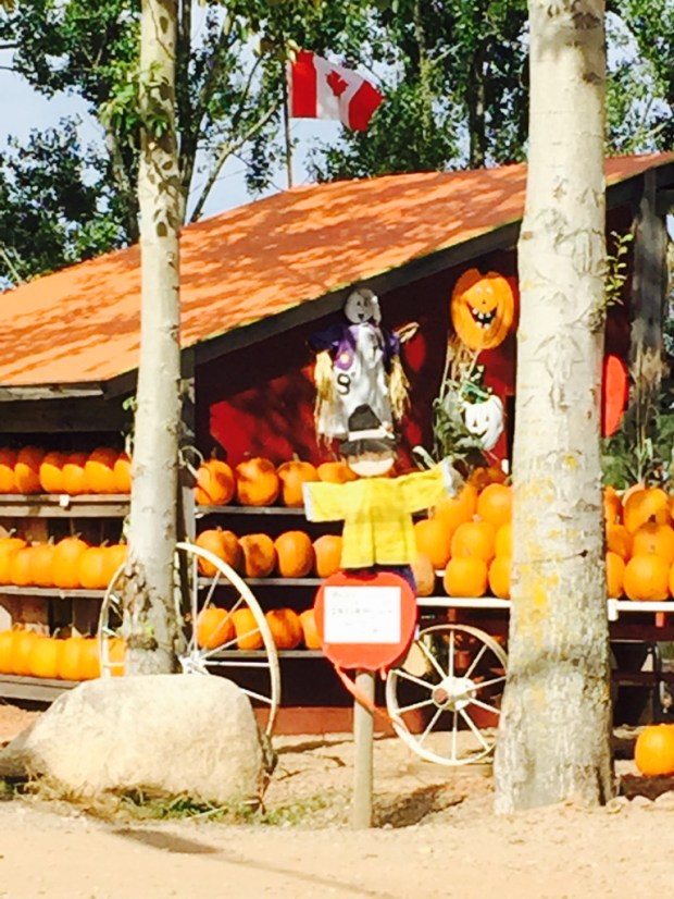 And it's Halloween soon, so let's not forget the pumpkin stands, scattered everywhere