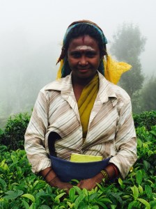 Tea picker, Haputale