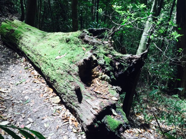 LamingtonNationalPark