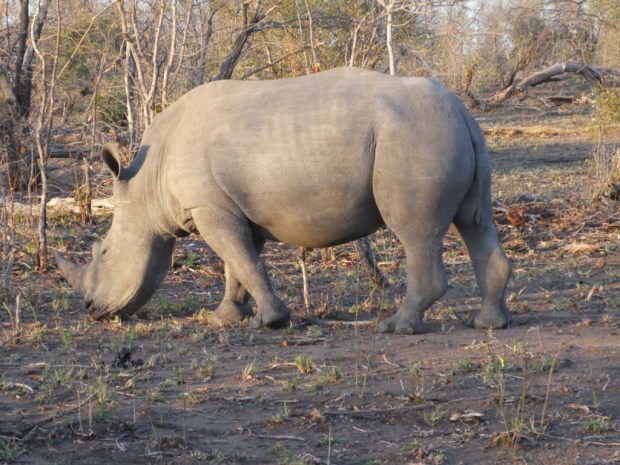 Rhino
