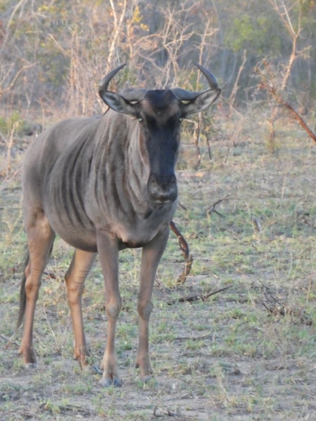 Wildebeest