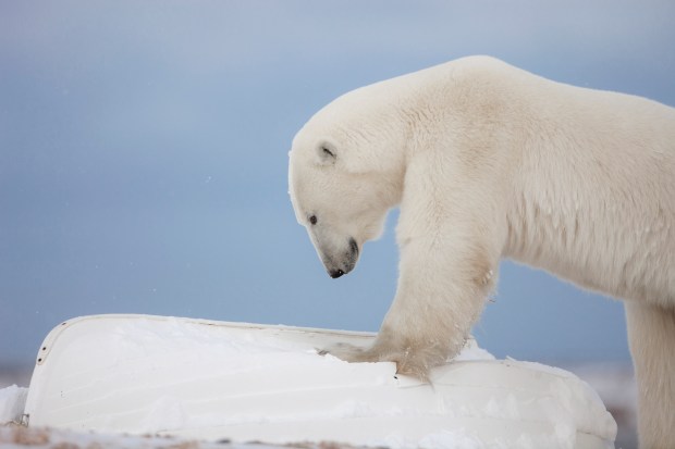polar-bear-manitoba