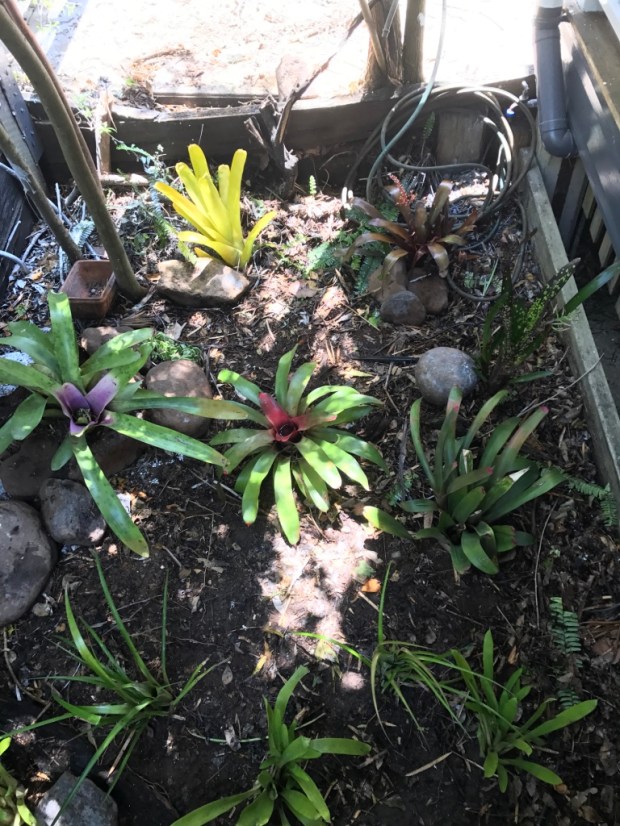 Fiona's gorgeous garden, which Gregg tells me even I can't kill